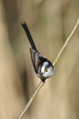 Long-tailed tit (Aegithalos caudatus) perched on a branch © Badr