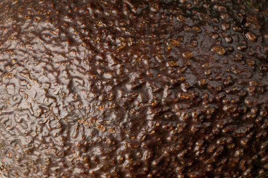 Macro close up of avocado skin with warm natural lighting and rich texture, ideal for food packaging, cookbook spreads, culinary editorial, lifestyle blogs, and social media