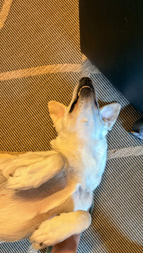White dog lying on back on a patterned rug in warm indoor light, playful pet portrait suitable for editorial pet care lifestyle blog social media and advertising use