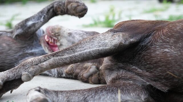 Pretty german shorthaired and wirehaired pointer dogs playing with each other in home yard. Cute brown kurzhaar and drahthaar doggy having fun in house courtyard. Concept of love for animals. Slow mo