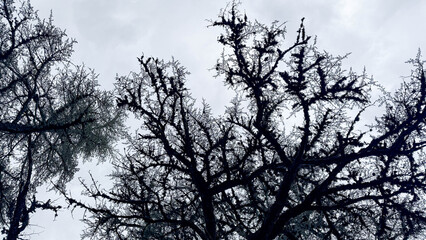 Obraz premium Silhouetted moss covered oak branches against an overcast sky with a moody winter feel suitable for editorial nature pieces landscape blogs environmental campaigns and social media