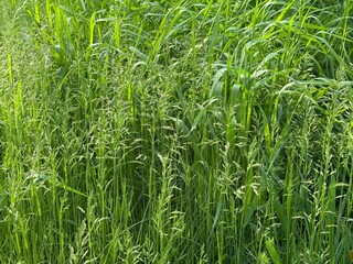 Fototapeta premium Meadow green grass poa pratensis
