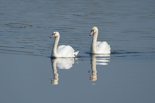 Two elegant white mute swans swimming together on a calm lake water surface with clear reflection