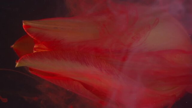 Vertical video. Red nature. Flower drop paint. Defocused yellow color tulip purple swirling fog in water on creative abstract background.