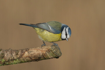 Eurasian blue tit (Cyanistes caeruleus) perched on a mossy branch, close-up profile portrait of a small colorful garden bird looking down against a soft blurred background © Badr