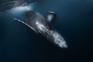 Humpback whale migrating during sardine run event © Kristof