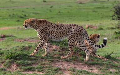Cheetah's of the Mara. A Cheetah on the plains of the Masai Mara National Reserve, Kenya © Stefon Linton