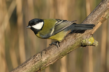 Great tit bird looking back on a mossy branch, wild eurasian songbird profile closeup © Badr