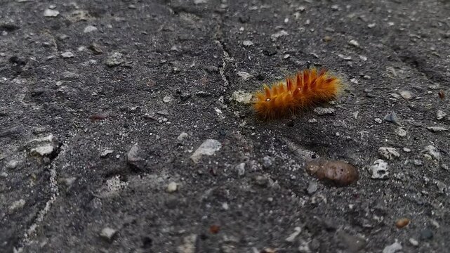 Orange hairy caterpillar on rough asphalt outdoors, close nature detail, insect wildlife, urban ground, macro texture.