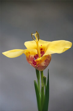 closeup profile of a yellow Tiger Flower (Tigridia pavonia)