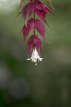 Himalayan honeysuckle (Leycesteria formosa) flower with burgundy bracts and white tubular bloom