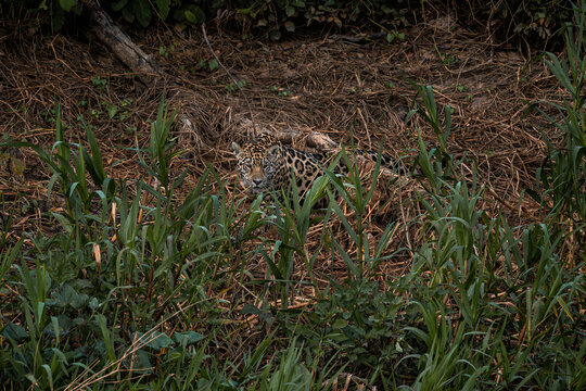 Jaguar - Panthera onca, beautiful large cat from South American forests, Pantanal, Brazil.