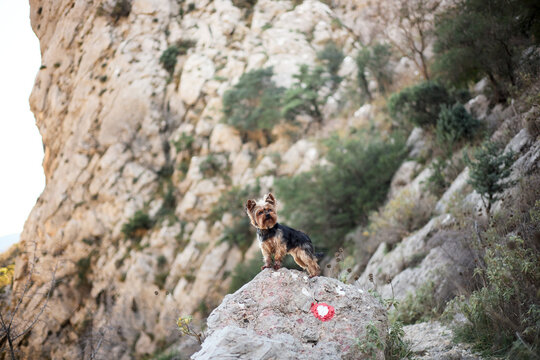 A Yorkshire Terrier poses on a rocky mountain slope with open landscape behind. Small dog captured during an outdoor travel and hiking experience.
