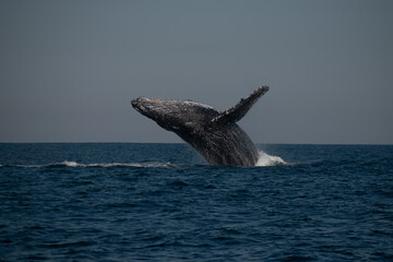 Humpback whale breaching during sardine run migration © Kristof