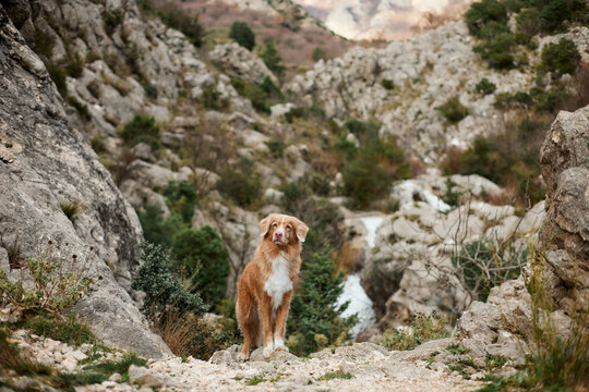 Nova Scotia Duck Tolling Retriever stands on a rocky trail surrounded by canyon cliffs during an outdoor adventure. Scenic travel scene with an active retriever exploring rugged nature landscape.