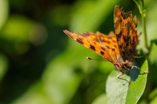 Comma Butterfly On Laurel Leaf - 241A7975 CPY H