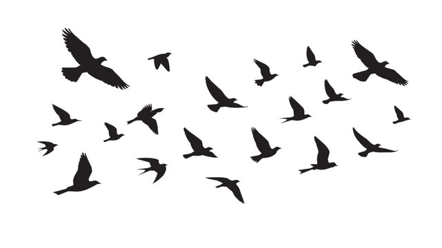 Black bird silhouettes flying in flock, migratory birds vector set, flying group of birds isolated on white background