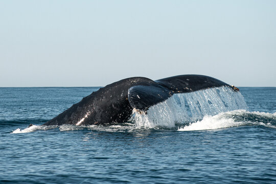 Humpback whale diving showing fluke in ocean