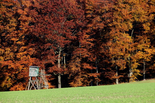 Herbstwald mit Hochsitz