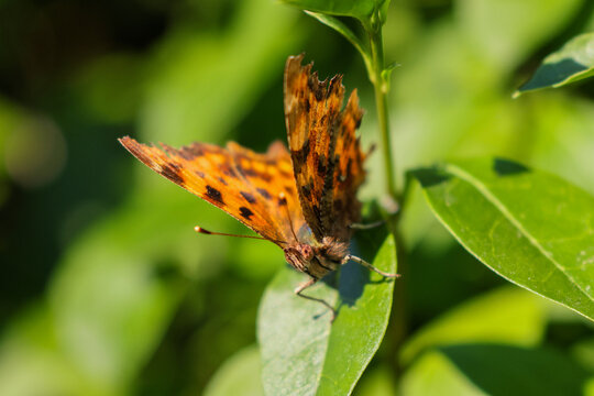 Comma Butterfly On Laurel Leaf - 241A7975