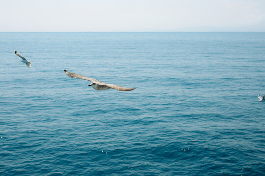 Seabirds gliding above the calm blue sea with a clear horizon, capturing freedom, nature and coastal beauty.