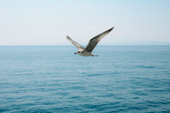 Seagulls flying over the blue ocean on a peaceful summer day, creating a beautiful coastal wildlife scene.