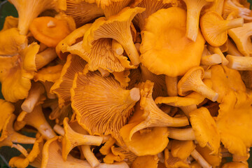 Fresh golden chanterelle mushrooms in detailed close-up © Edijs