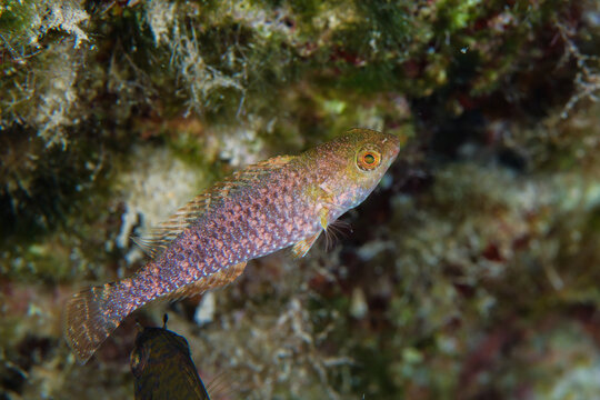 Juvenile parrotfish from the Mediterranean Sea