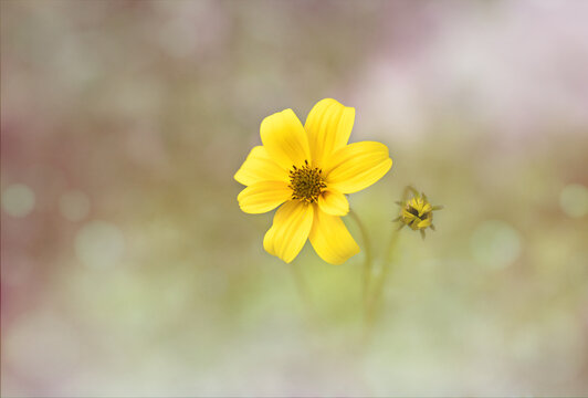 Close-up of a vibrant yellow Bidens flower (beggar-ticks)