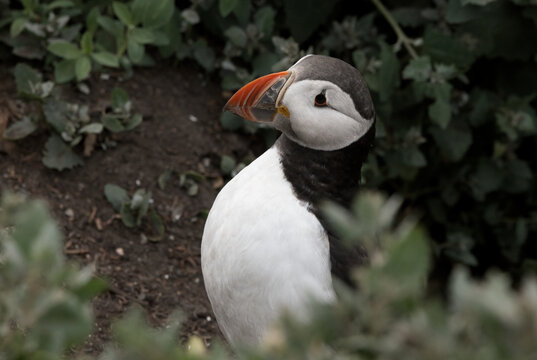 Atlantic puffin standing on a coastal cliff on the Farne Islands, UK. 