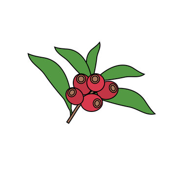 Minimalist vector illustration of a coffee branch with ripe red berries and green leaves.