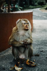 Wild macaque monkey holding a pole close up portrait in Thailand © Kooper