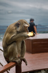 Wild macaque monkey holding a pole close up portrait in Thailand © Kooper