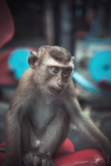 Wild macaque monkey holding a pole close up portrait in Thailand © Kooper
