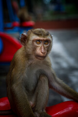 Wild macaque monkey holding a pole close up portrait in Thailand © Kooper