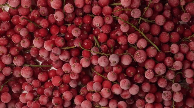 Frozen red currant berries background moving
