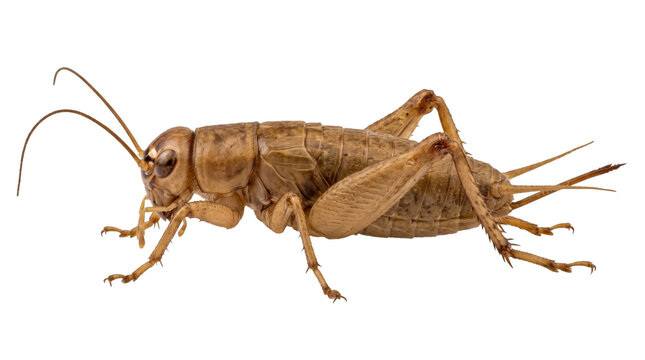 Large brown house cricket insect seen from the side isolated on transparent background