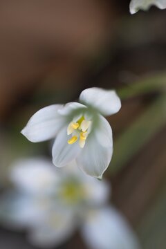 Whit flower of Zephyranthes candida, also commonly known as white rain lily, autumn zephyrlily, or fairy lily.