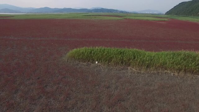 Korea Suncheonman Bay national garden UNESCO natural heritage wetland reed field coastal estuary nature landscape 순천만 순천만국가정원 유네스코 세계자연유산 습지 갈대밭 칠면초 갯벌 물길 자연경관 생태공원