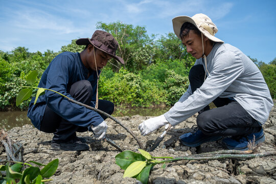 Two young volunteers planting mangrove saplings in dry muddy soil for coastal conservation. Environmental carefully planting mangrove saplings in dry soil ecosystem and prevent soil erosion.