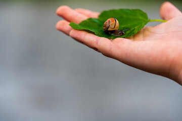 Snail glides on a vibrant green leaf, gently held by hands. The close-up captures the snail's delicate movement and natural interaction in harmony with its environment. © magpie