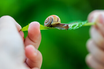 Snail glides on a vibrant green leaf, gently held by hands. The close-up captures the snail's delicate movement and natural interaction in harmony with its environment. © magpie