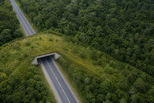 Wildlife overpass reconnecting forest habitat above rural highway