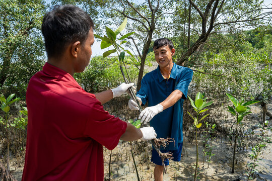 Two young volunteers planting mangrove sapling together in muddy coastal mud flat. Young asian volunteers working together to plant a mangrove in a muddy wetland for environmental conservation.