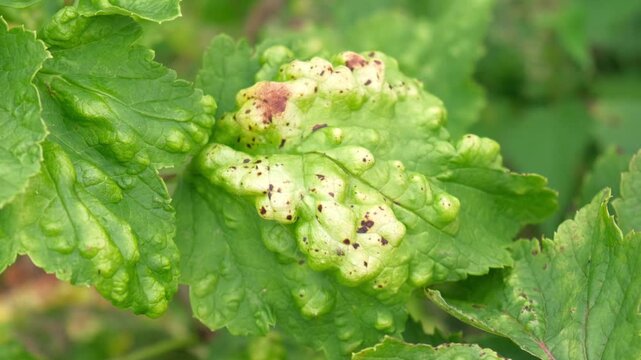 Macro green currant leaves severely damaged by gall aphid pest. Infested Ribes bush plant with blister galls in summer garden. Plant pathology, crop protection and agriculture concept. Real 4K video