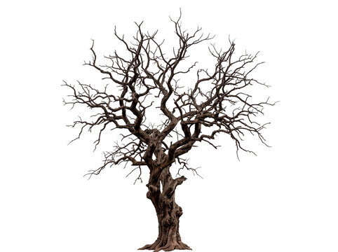 Spooky gnarled dead tree with twisted branches perfect for Halloween decorations and haunted scenes PNG Isolated on transparent background