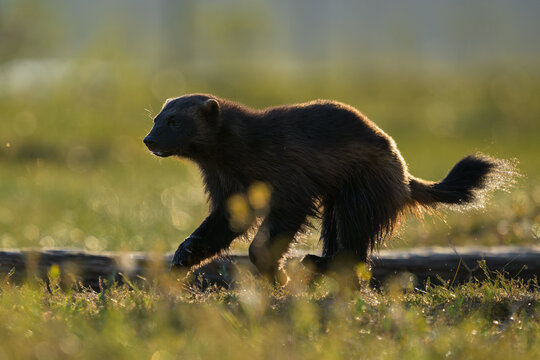 Wolverine on the run at summer evening