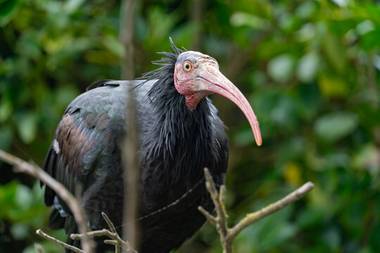 Northern bald ibis perched on tree branches