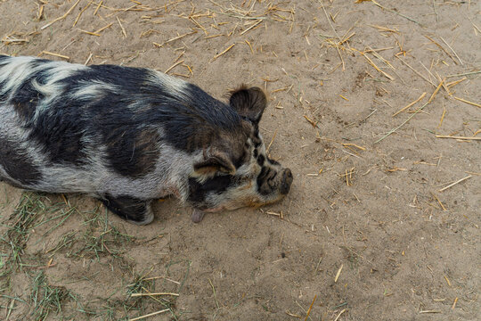 A spotted domestic pig resting quietly on dirt