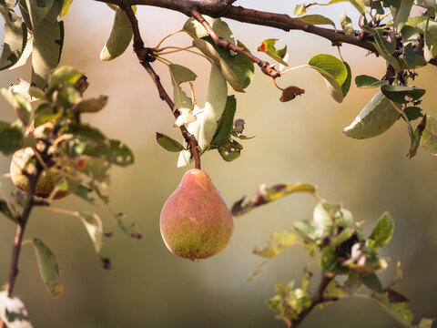 Frische Reife Birne am Baum im warmen Sonnenlicht mit nat&uuml;rlichem Hintergrund 
